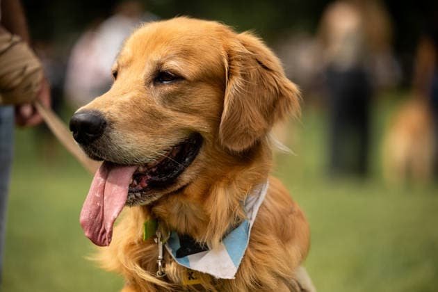 Golden Retrievers and owners gather for a world record in Buenos Aires BUENOS AIRES, ARGENTINA - DECEMBER 8: A Golden Retriever wearing an Argentina-themed bandana takes part in a gathering of hundreds of owners and their dogs who met this Monday holiday in an attempt to break the world record for the largest meeting of Goldens, in the Bosques de Palermo, in Buenos Aires, Argentina, on December 8, 2025. The event, organized by influencer Fausto Duperre, brought together more than 1,800 dogs along with their families, breeders, and fans of the breed. To date, the world record was held by Vancouver, Canada, with 1,685 dogs. Cristina Sille Anadolu Buenos Aires Argentina. Editorial use only. Please get in touch for any other usage. Copyright: x2025xAnadoluxCristinaxSillex