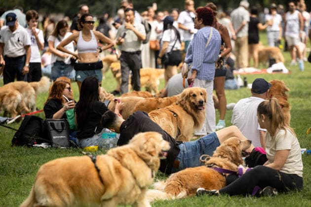 Golden Retrievers and owners gather for a world record in Buenos Aires BUENOS AIRES, ARGENTINA - DECEMBER 8: Hundreds of owners and their Golden Retrievers gather in an attempt to break the world record for the largest meeting of Goldens, in the Bosques de Palermo, in Buenos Aires, Argentina, on December 8, 2025. The event, organized by influencer Fausto Duperre, brought together more than 1,800 dogs along with their families, breeders, and fans of the breed. To date, the world record was held by Vancouver, Canada, with 1,685 dogs. Cristina Sille Anadolu Buenos Aires Argentina. Editorial use only. Please get in touch for any other usage. Copyright: x2025xAnadoluxCristinaxSillex