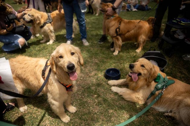 Golden Retrievers and owners gather for a world record in Buenos Aires BUENOS AIRES, ARGENTINA - DECEMBER 8: Hundreds of owners and their Golden Retrievers gather in an attempt to break the world record for the largest meeting of Goldens, in the Bosques de Palermo, in Buenos Aires, Argentina, on December 8, 2025. The event, organized by influencer Fausto Duperre, brought together more than 1,800 dogs along with their families, breeders, and fans of the breed. To date, the world record was held by Vancouver, Canada, with 1,685 dogs. Cristina Sille Anadolu Buenos Aires Argentina. Editorial use only. Please get in touch for any other usage. Copyright: x2025xAnadoluxCristinaxSillex