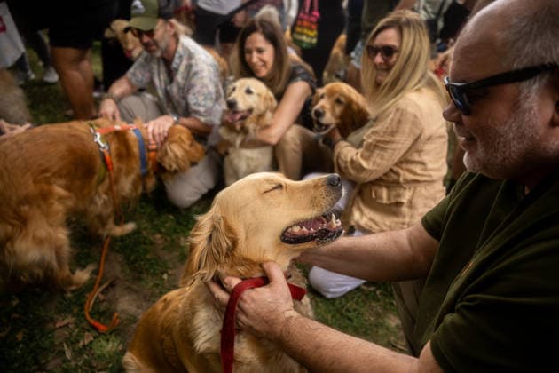 Golden Retrievers and owners gather for a world record in Buenos Aires BUENOS AIRES, ARGENTINA - DECEMBER 8: Hundreds of owners and their Golden Retrievers gather in an attempt to break the world record for the largest meeting of Goldens, in the Bosques de Palermo, in Buenos Aires, Argentina, on December 8, 2025. The event, organized by influencer Fausto Duperre, brought together more than 1,800 dogs along with their families, breeders, and fans of the breed. To date, the world record was held by Vancouver, Canada, with 1,685 dogs. Cristina Sille Anadolu Buenos Aires Argentina. Editorial use only. Please get in touch for any other usage. Copyright: x2025xAnadoluxCristinaxSillex