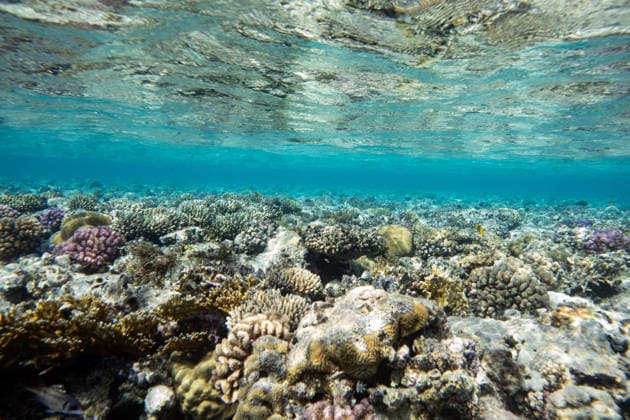 Red Sea’s Diversity and Coral Reefs HURGHADA, EGYPT - DECEMBER 2: The reefs of the Red Sea are seen including reef-dependent species which includes clownfish, butterflyfish, parrotfish, moray eels, sea turtles, and many invertebrates in Hurghada, Egypt on December 2, 2025. These coral colonies shelter hundreds of invertebrates, sponges, and numerous fish species Symbiotic microalgae called zooxanthellae support coral survival and form the basis of the reef food chain. The Red Sea, considered one of the world’s most unique marine ecosystems, lies at the intersection of subtropical and tropical climate zones, giving it high biodiversity. Bordered by Egypt, Sudan, and Eritrea in Africa, and Saudi Arabia, Jordan, and Yemen on the Arabian Penins  Copyright: x2025xAnadoluxMahmutxSerdarxAlakusx
