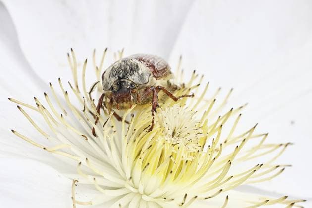 Maikäfer, Feldmaikäfer (Melolontha melolontha), Weibchen auf Blüte einer Waldrebe (Clematis), Wilnsdorf, Nordrhein-Westfalen, Deutschland Cockchafer, field cockchafer (Melolontha melolontha), female on a clematis flower, Wilnsdorf, North Rhine-Westphalia, Germany Copyright: imageBROKER BurkhardxSauskojus ibxbsa15793625.jpg