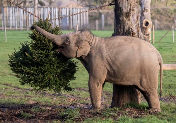 Animals enjoy festive treats at Whipsnade Zoo Asian elephant calf Nang Phaya eats treats hidden in a Christmas tree at Whipsnade Zoo Picture date: Thursday December 11, 2025., Credit:Anthony Devlin Avalon UK  Copyright: xAnthonyxDevlinx xAvalonx 1058512127