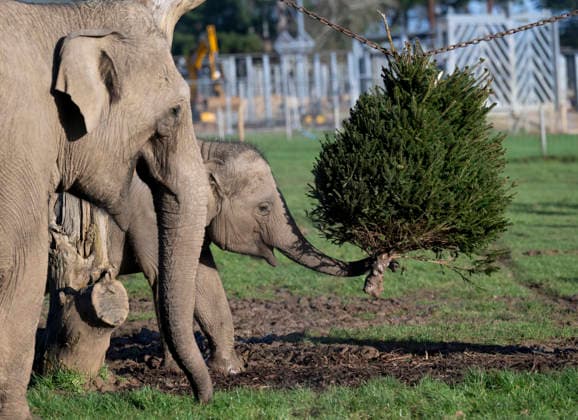 Animals enjoy festive treats at Whipsnade Zoo Asian elephant calf Nang Phaya eats treats hidden in a Christmas tree at Whipsnade Zoo Picture date: Thursday December 11, 2025., Credit:Anthony Devlin Avalon UK  Copyright: xAnthonyxDevlinx xAvalonx 1058512223