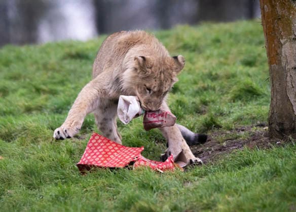 Animals enjoy festive treats at Whipsnade Zoo A North African lion cub with a Pheasant oil scented stocking unwraps a gift at Whipsnade Zoo. Picture date: Thursday December 11, 2025., Credit:Anthony Devlin Avalon UK  Copyright: xAnthonyxDevlinx xAvalonx 1058512290