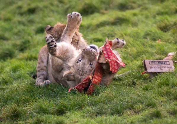 Entertainment Bilder des Tages Animals enjoy festive treats at Whipsnade Zoo A North African lion cub unwraps a gift at Whipsnade Zoo. Picture date: Thursday December 11, 2025., Credit:Anthony Devlin Avalon UK  Copyright: xAnthonyxDevlinx xAvalonx 1058512317