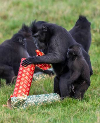 Animals enjoy festive treats at Whipsnade Zoo Sulawesi crested macaques inspect Christmas crackers containing food at Whipsnade Zoo Picture date: Thursday December 11, 2025., Credit:Anthony Devlin Avalon UK  Copyright: xAnthonyxDevlinx xAvalonx 1058512374