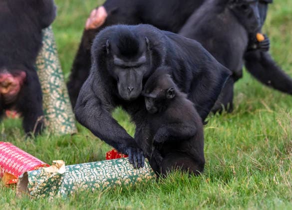 Animals enjoy festive treats at Whipsnade Zoo Sulawesi crested macaques inspect Christmas crackers containing food at Whipsnade Zoo Picture date: Thursday December 11, 2025., Credit:Anthony Devlin Avalon UK  Copyright: xAnthonyxDevlinx xAvalonx 1058512391