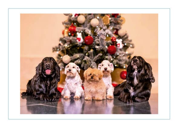 The emeritus kings surprise with unexpected Christmas greeting Images of the Christmas card chosen by King Juan Carlos and Queen Sofia to congratulate Christmas, on December 12, 2025, in Madrid Spain FAMOUS KINGS KINGS EMERITES Casa de S M el Rey 12 12 2025 Madrid Madrid Madrid Spain  Copyright: xCasaxdexS.M.xelxReyx 7165114