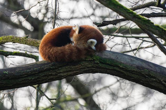 Entertainment Bilder des Tages Ein Kleiner Panda (Ailurus), auch Roter Panda und Katzenbär genannt, schläft auf einem Baum im Tierpark Berlin-Friedrichsfelde. *** A lesser panda Ailurus , also known as red panda and cat bear, sleeps on a tree in Berlin Friedrichsfelde Zoo
