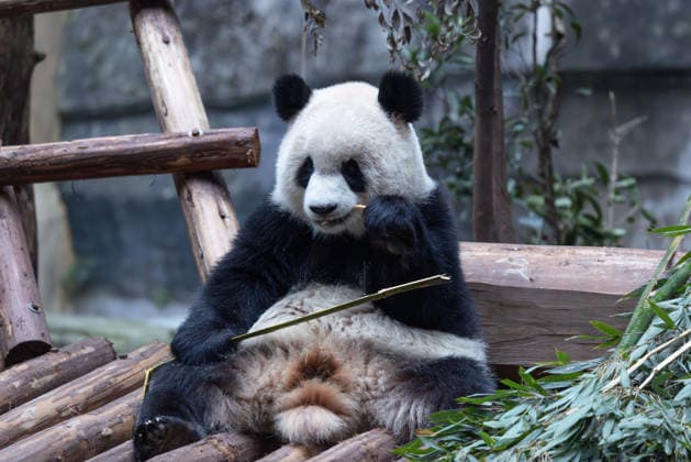 China Chongqing Zoo Giant Panda Giant Panda Yu Ai eating in Chongqing Zoo, China on December 13, 2025. Chongqing Chongqing China  Copyright: xCFOTOx i1765655702662