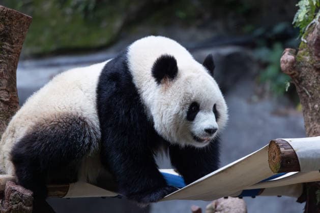 China Chongqing Zoo Giant Panda Giant Panda Yu Ai playing in Chongqing Zoo, China on December 13, 2025. Chongqing Chongqing China  Copyright: xCFOTOx i1765655703267