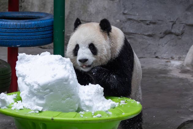 China Chongqing Zoo Giant Panda Giant Panda Yu Ke Playing in Snow in Chongqing Zoo, China on December 13, 2025. Chongqing Chongqing China  Copyright: xCFOTOx i1765655703479