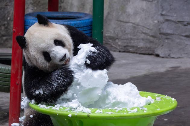 China Chongqing Zoo Giant Panda Giant Panda Yu Ke Playing in Snow in Chongqing Zoo, China on December 13, 2025. Chongqing Chongqing China  Copyright: xCFOTOx i1765655704353