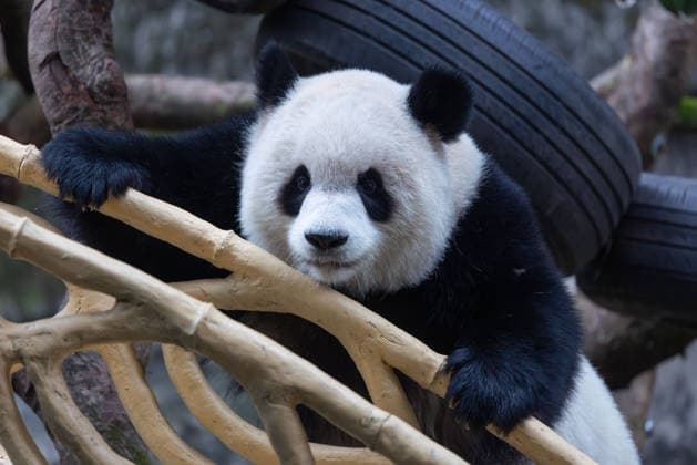 China Chongqing Zoo Giant Panda Giant Panda Yu Ai Playing in Snow in Chongqing Zoo, China on December 13, 2025. Chongqing Chongqing China  Copyright: xCFOTOx i1765655704573
