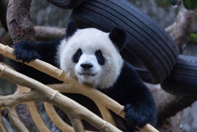 China Chongqing Zoo Giant Panda Giant Panda Yu Ai Playing in Snow in Chongqing Zoo, China on December 13, 2025. Chongqing Chongqing China  Copyright: xCFOTOx i1765655704778