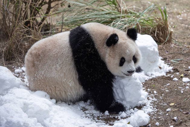 China Chongqing Zoo Giant Panda Giant Panda Yu Ai Playing with Snow in Chongqing Zoo, China on December 13, 2025. Chongqing Chongqing China  Copyright: xCFOTOx i1765655705884
