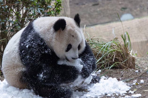 China Chongqing Zoo Giant Panda Giant Panda Yu Ai Playing with Snow in Chongqing Zoo, China on December 13, 2025. Chongqing Chongqing China  Copyright: xCFOTOx i1765655706106