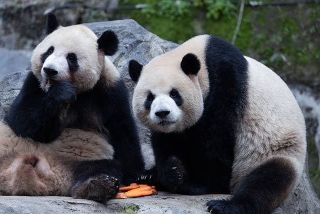 China Chongqing Zoo Giant Panda Giant panda Xing xing and Chen Chen eating fruits in Chongqing Zoo, China on December 13, 2025. Chongqing Chongqing China  Copyright: xCFOTOx i1765655706813