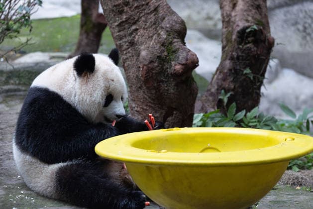 China Chongqing Zoo Giant Panda Giant panda Yu Ai eating fruits in Chongqing Zoo, China on December 13, 2025. Chongqing Chongqing China  Copyright: xCFOTOx i1765655707035