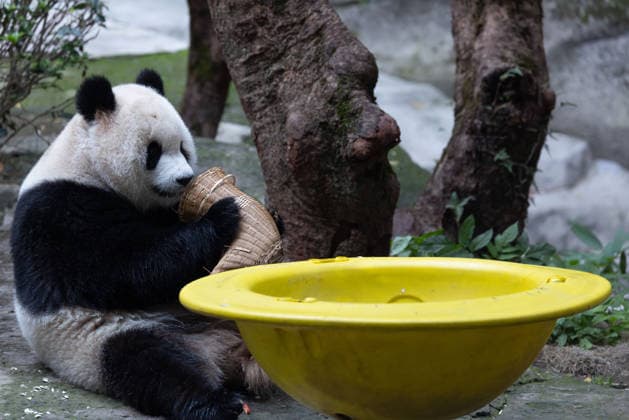 China Chongqing Zoo Giant Panda Giant panda Yu Ai eating fruits in Chongqing Zoo, China on December 13, 2025. Chongqing Chongqing China  Copyright: xCFOTOx i1765655707240