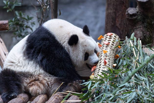 China Chongqing Zoo Giant Panda Giant panda Yu Ai eating fruits in Chongqing Zoo, China on December 13, 2025. Chongqing Chongqing China  Copyright: xCFOTOx i1765655707476