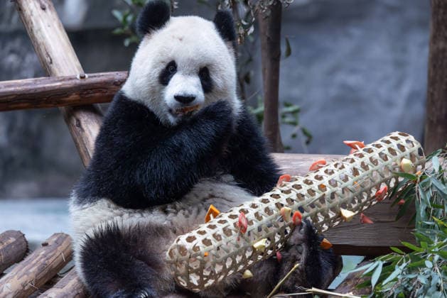 China Chongqing Zoo Giant Panda Giant panda Yu Ai eating fruits in Chongqing Zoo, China on December 13, 2025. Chongqing Chongqing China  Copyright: xCFOTOx i1765655707691