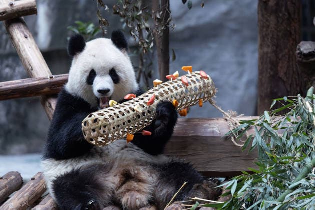 China Chongqing Zoo Giant Panda Giant panda Yu Ai eating fruits in Chongqing Zoo, China on December 13, 2025. Chongqing Chongqing China  Copyright: xCFOTOx i1765655707947