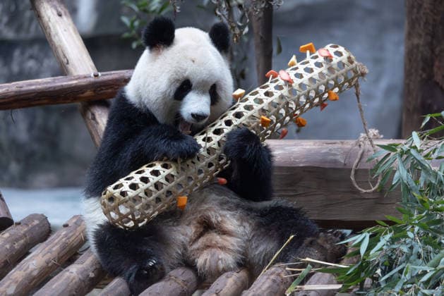 China Chongqing Zoo Giant Panda Giant panda Yu Ai eating fruits in Chongqing Zoo, China on December 13, 2025. Chongqing Chongqing China  Copyright: xCFOTOx i1765655708882