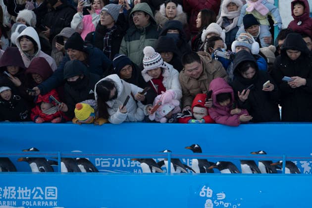 (251213) -- HARBIN, Dec. 13, 2025 -- People watch a penguin parade event at Harbin Polarland in Harbin, capital of northeast China s Heilongjiang Province, Dec. 13, 2025. Harbin Polarland held a penguin parade with 100 Antarctic penguins on Saturday. ) CHINA-HEILONGJIANG-HARBIN-TOURISM-PENGUINS-PARADE (CN) ZhangxTao 