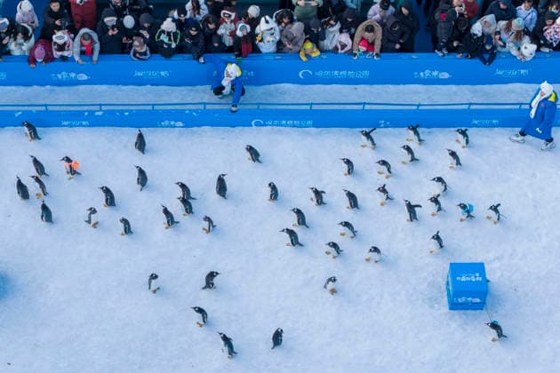 (251213) -- HARBIN, Dec. 13, 2025 -- An aerial drone photo taken on Dec. 13, 2025 shows a penguin parade event at Harbin Polarland in Harbin, capital of northeast China s Heilongjiang Province. Harbin Polarland held a penguin parade with 100 Antarctic penguins on Saturday. ) CHINA-HEILONGJIANG-HARBIN-TOURISM-PENGUINS-PARADE (CN) ZhangxTao 