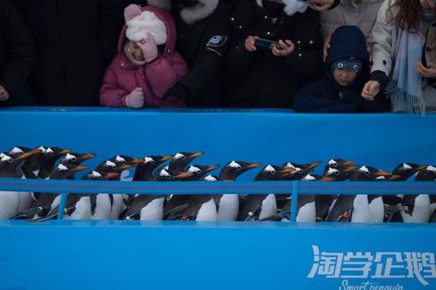 (251213) -- HARBIN, Dec. 13, 2025 -- People watch a penguin parade event at Harbin Polarland in Harbin, capital of northeast China s Heilongjiang Province, Dec. 13, 2025. Harbin Polarland held a penguin parade with 100 Antarctic penguins on Saturday. ) CHINA-HEILONGJIANG-HARBIN-TOURISM-PENGUINS-PARADE (CN) ZhangxTao 