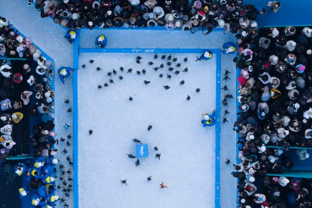 (251213) -- HARBIN, Dec. 13, 2025 -- An aerial drone photo taken on Dec. 13, 2025 shows a penguin parade event at Harbin Polarland in Harbin, capital of northeast China s Heilongjiang Province. Harbin Polarland held a penguin parade with 100 Antarctic penguins on Saturday. ) CHINA-HEILONGJIANG-HARBIN-TOURISM-PENGUINS-PARADE (CN) ZhangxTao 