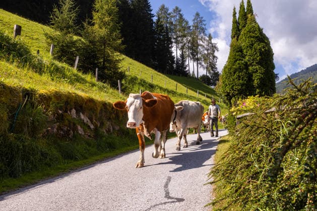 PR_ID31543_11769_Livestock.jpg, MR_ID31543_22796_MatthiasMichaelSchwaiger.jpg, PR_ID31543_11768_Farm.jpg, MR_ID31543_22797_ClaudiaRitter.jpg A farmer leads a group of cows along a serene rural path, surrounded by lush greenery and rolling hills. This scene captures the essence of traditional Austrian agriculture., Property released Model Released Gk-aut_ID31543_1072533_017 Copyright: xGkxAutx