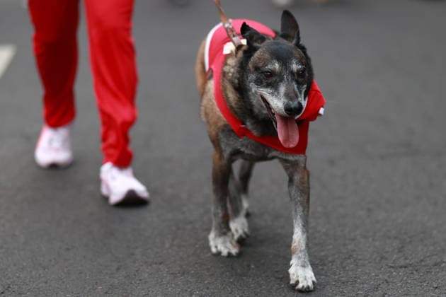The 2025 Santa Run race in Mexico City MEXICO CITY, MEXICO - DECEMBER 14: Dogs and their owners in costumes participate in the Santa Run race, at La Mexicana Park, in Mexico City, Mexico on December 14, 2025. Hundreds of people dressed as Santa Claus, some accompanied by their dogs, gathered at La Mexicana Park for the annual 5 km and 10 km Santa Run races. Daniel Cardenas Anadolu Mexico City Mexico. Editorial use only. Please get in touch for any other usage.  Copyright: x2025xAnadoluxDanielxCardenasx