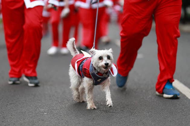 The 2025 Santa Run race in Mexico City MEXICO CITY, MEXICO - DECEMBER 14: Dogs and their owners in costumes participate in the Santa Run race, at La Mexicana Park, in Mexico City, Mexico on December 14, 2025. Hundreds of people dressed as Santa Claus, some accompanied by their dogs, gathered at La Mexicana Park for the annual 5 km and 10 km Santa Run races. Daniel Cardenas Anadolu Mexico City Mexico. Editorial use only. Please get in touch for any other usage.  Copyright: x2025xAnadoluxDanielxCardenasx
