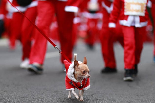 The 2025 Santa Run race in Mexico City MEXICO CITY, MEXICO - DECEMBER 14: Dogs and their owners in costumes participate in the Santa Run race, at La Mexicana Park, in Mexico City, Mexico on December 14, 2025. Hundreds of people dressed as Santa Claus, some accompanied by their dogs, gathered at La Mexicana Park for the annual 5 km and 10 km Santa Run races. Daniel Cardenas Anadolu Mexico City Mexico. Editorial use only. Please get in touch for any other usage.  Copyright: x2025xAnadoluxDanielxCardenasx