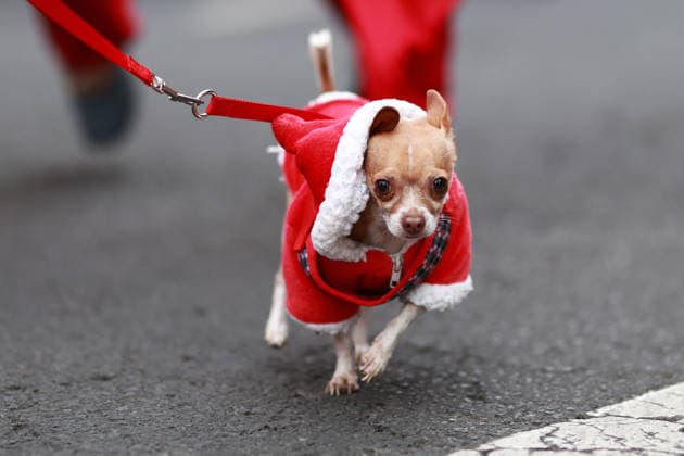 The 2025 Santa Run race in Mexico City MEXICO CITY, MEXICO - DECEMBER 14: Dogs and their owners in costumes participate in the Santa Run race, at La Mexicana Park, in Mexico City, Mexico on December 14, 2025. Hundreds of people dressed as Santa Claus, some accompanied by their dogs, gathered at La Mexicana Park for the annual 5 km and 10 km Santa Run races. Daniel Cardenas Anadolu Mexico City Mexico. Editorial use only. Please get in touch for any other usage.  Copyright: x2025xAnadoluxDanielxCardenasx