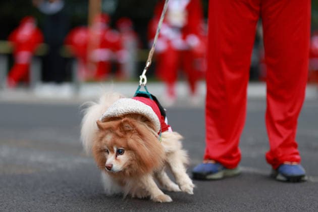 The 2025 Santa Run race in Mexico City MEXICO CITY, MEXICO - DECEMBER 14: Dogs and their owners in costumes participate in the Santa Run race, at La Mexicana Park, in Mexico City, Mexico on December 14, 2025. Hundreds of people dressed as Santa Claus, some accompanied by their dogs, gathered at La Mexicana Park for the annual 5 km and 10 km Santa Run races. Daniel Cardenas Anadolu Mexico City Mexico. Editorial use only. Please get in touch for any other usage.  Copyright: x2025xAnadoluxDanielxCardenasx