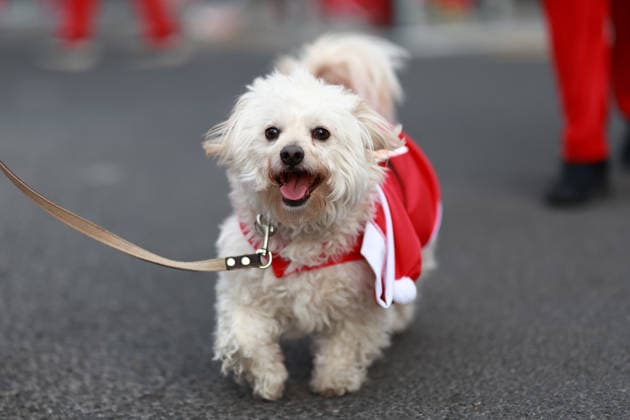 The 2025 Santa Run race in Mexico City MEXICO CITY, MEXICO - DECEMBER 14: Dogs and their owners in costumes participate in the Santa Run race, at La Mexicana Park, in Mexico City, Mexico on December 14, 2025. Hundreds of people dressed as Santa Claus, some accompanied by their dogs, gathered at La Mexicana Park for the annual 5 km and 10 km Santa Run races. Daniel Cardenas Anadolu Mexico City Mexico. Editorial use only. Please get in touch for any other usage.  Copyright: x2025xAnadoluxDanielxCardenasx