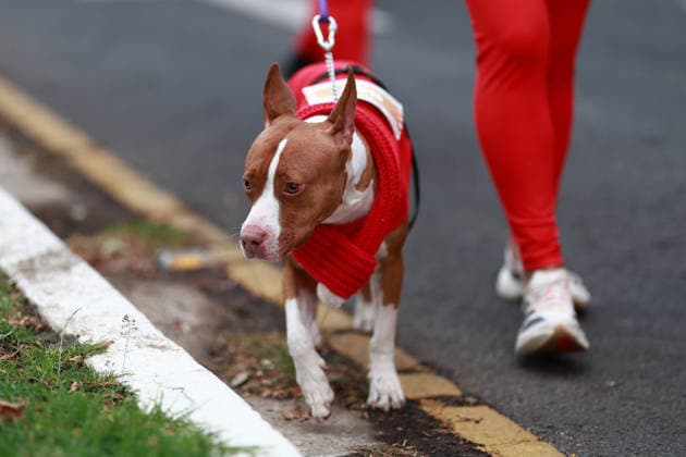 The 2025 Santa Run race in Mexico City MEXICO CITY, MEXICO - DECEMBER 14: Dogs and their owners in costumes participate in the Santa Run race, at La Mexicana Park, in Mexico City, Mexico on December 14, 2025. Hundreds of people dressed as Santa Claus, some accompanied by their dogs, gathered at La Mexicana Park for the annual 5 km and 10 km Santa Run races. Daniel Cardenas Anadolu Mexico City Mexico. Editorial use only. Please get in touch for any other usage.  Copyright: x2025xAnadoluxDanielxCardenasx