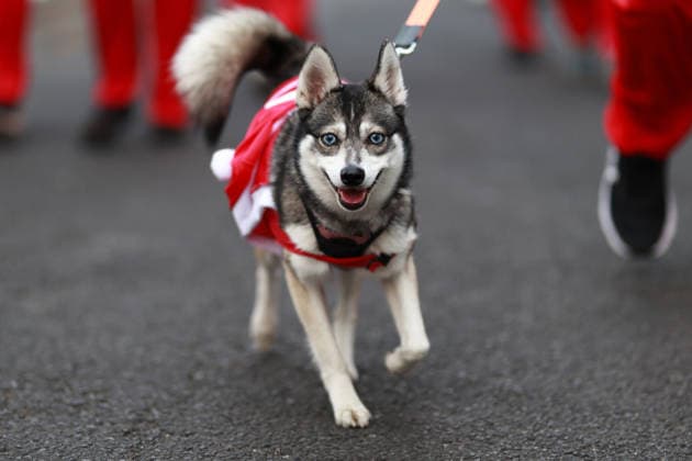 The 2025 Santa Run race in Mexico City MEXICO CITY, MEXICO - DECEMBER 14: Dogs and their owners in costumes participate in the Santa Run race, at La Mexicana Park, in Mexico City, Mexico on December 14, 2025. Hundreds of people dressed as Santa Claus, some accompanied by their dogs, gathered at La Mexicana Park for the annual 5 km and 10 km Santa Run races. Daniel Cardenas Anadolu Mexico City Mexico. Editorial use only. Please get in touch for any other usage.  Copyright: x2025xAnadoluxDanielxCardenasx