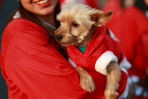 The 2025 Santa Run race in Mexico City MEXICO CITY, MEXICO - DECEMBER 14: Dogs and their owners in costumes participate in the Santa Run race, at La Mexicana Park, in Mexico City, Mexico on December 14, 2025. Hundreds of people dressed as Santa Claus, some accompanied by their dogs, gathered at La Mexicana Park for the annual 5 km and 10 km Santa Run races. Daniel Cardenas Anadolu Mexico City Mexico. Editorial use only. Please get in touch for any other usage.  Copyright: x2025xAnadoluxDanielxCardenasx