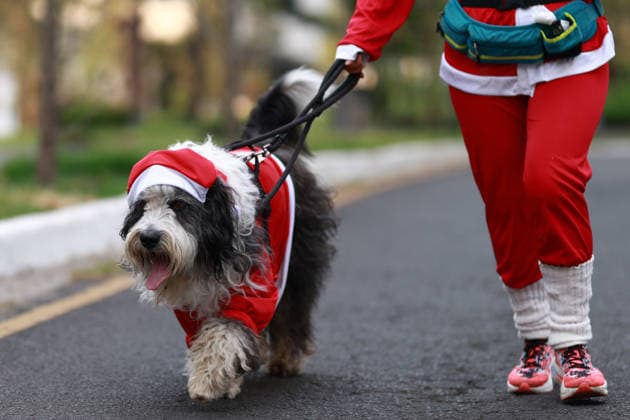 The 2025 Santa Run race in Mexico City MEXICO CITY, MEXICO - DECEMBER 14: Dogs and their owners in costumes participate in the Santa Run race, at La Mexicana Park, in Mexico City, Mexico on December 14, 2025. Hundreds of people dressed as Santa Claus, some accompanied by their dogs, gathered at La Mexicana Park for the annual 5 km and 10 km Santa Run races. Daniel Cardenas Anadolu Mexico City Mexico. Editorial use only. Please get in touch for any other usage.  Copyright: x2025xAnadoluxDanielxCardenasx