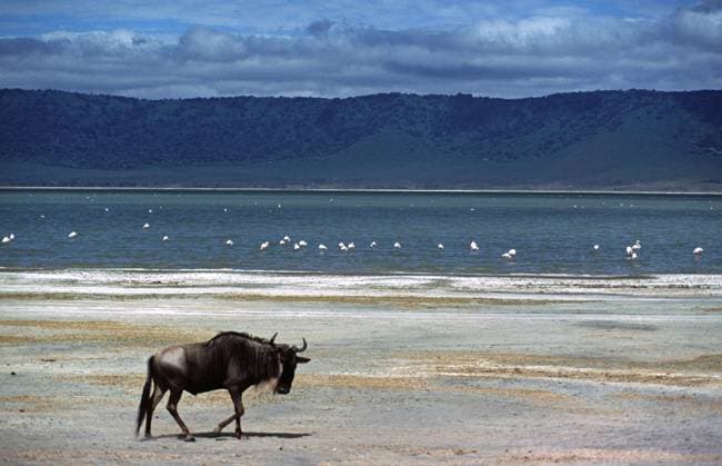 Creative Highlights World Gnu (Connochaetes taurinus), Flamingos, Ngorongoro-Krater, Tansania, Juni 2000, vintage, retro, alt, historisch Wildebeest (Connochaetes taurinus), flamingos, Ngorongoro Crater, Tanzania, June 2000, vintage, retro, old, historical Copyright: imageBROKER SiegfriedxKuttig iblshg15893516.jpg