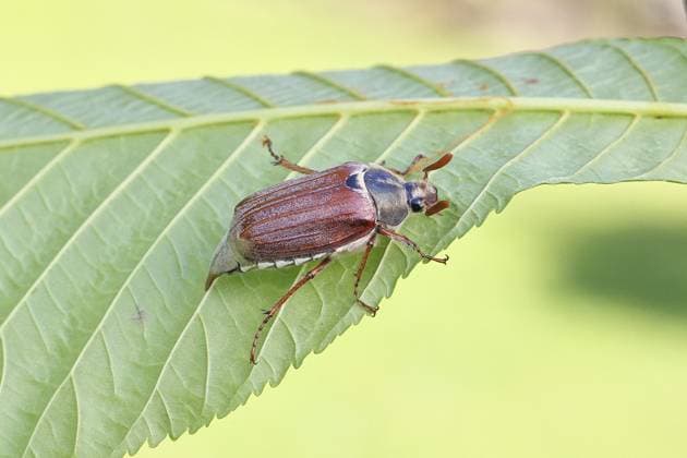 Maikäfer, Waldmaikäfer (Melolontha hippocastani), Männchen, auf Blatt einer Rosskastanie (Aesculus hippocastanum), Nahaufnahme, Wilnsdorf, Nordrhein-Westfalen, Deutschland May beetle, wood cockchafer (Melolontha hippocastani), male, on leaf of a horse chestnut (Aesculus hippocastanum), close-up, Wilnsdorf, North Rhine-Westphalia, Germany Copyright: imageBROKER BurkhardxSauskojus ibxbsa15803249.jpg