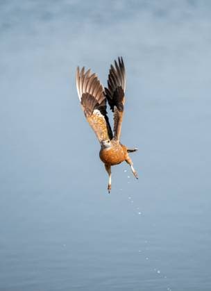 Creative Highlights World Burchell Sandflughuhn (Pterocles burchelli) im Flug, Savuti, Chobe Nationalpark, Botswana Burchell s sandgrouse (Pterocles burchelli) in flight, Savuti, Chobe Nationalpark, Botswana Copyright: imageBROKER MoritzxWolf ibxmmw15830299.jpg