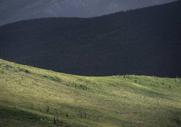 Creative Highlights World Tundra und Taiga, karge Wiesenlandschaft und borealer Nadelwald, Denali Nationalpark, Alaska, USA Tundra and taiga, barren meadow landscape and boreal coniferous forest, Denali National Park, Alaska, USA Copyright: imageBROKER Marax&xMoritzxWolf ibxmzf15886000.jpg