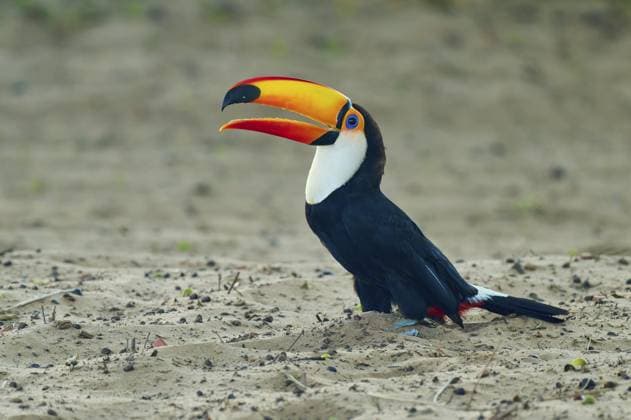 Ein Tukan zeigt seinen markanten Schnabel, sitzt auf Sand in natürlicher Umgebung, Riesentukan (Ramphastos toco), Pantanal, UNESCO Biosphärenreservat, Weltnaturerbe, Mato Grosso, Brasilien A toucan shows its distinctive beak, sitting on sand in a natural environment, giant toucan (Ramphastos toco), Pantanal, UNESCO Biosphere Reserve, World Heritage Site, Mato Grosso, Brazil Copyright: imageBROKER RaimundxLinke ibxrde15872510.jpg