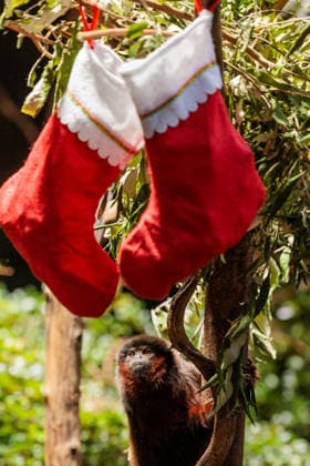 Christmas treats for the animals at ZSL London Zoo, London, UK. ZSL London Zoo, Regent™s Park, London, UK. 16th December 2025. ZSL London Zoo s Saki Monkeys check their festive stockings for treats, gifted by zookeepers, in their Rainforest habitat, as the conservation zoo celebrates its Magic of Christmas event, Credit:Photo by Amanda Rose Avalon United Kingdom, Regents Park, London, ZSL London Zoo  Copyright: xPhotoxbyxAmandaxRosex xAvalonx 1059672246